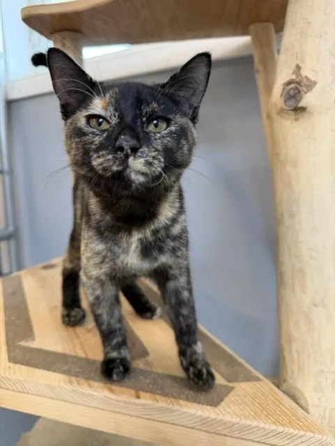 A baby medium-sized female Tortoiseshell cat named Bella for adoption in Chisholm, MN