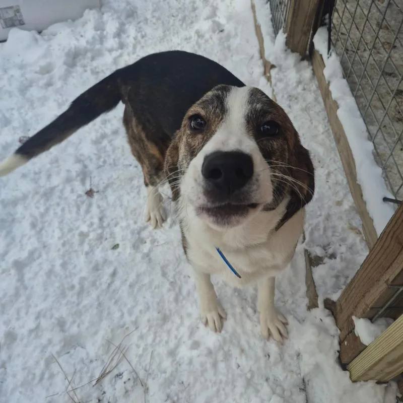 A young medium-sized male Brindle Plott Hound dog named Polo Fka Spot for adoption in Chesapeake, VA