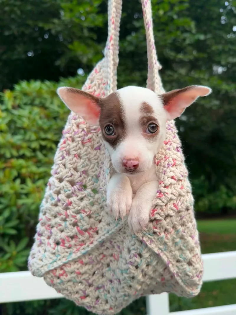 A baby small-sized female White / Cream Chihuahua dog named Phoebe for adoption in Silver Spring, MD