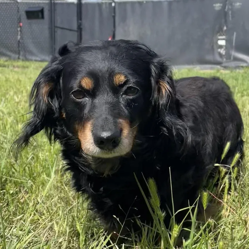 Nacho