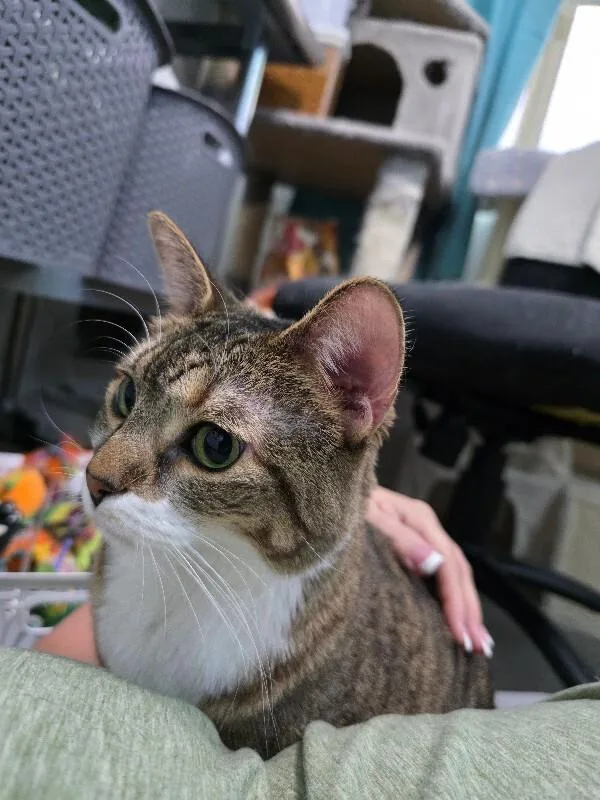 A senior large-sized female Brown / Chocolate Tabby cat named Savannah for adoption in Anthem, AZ