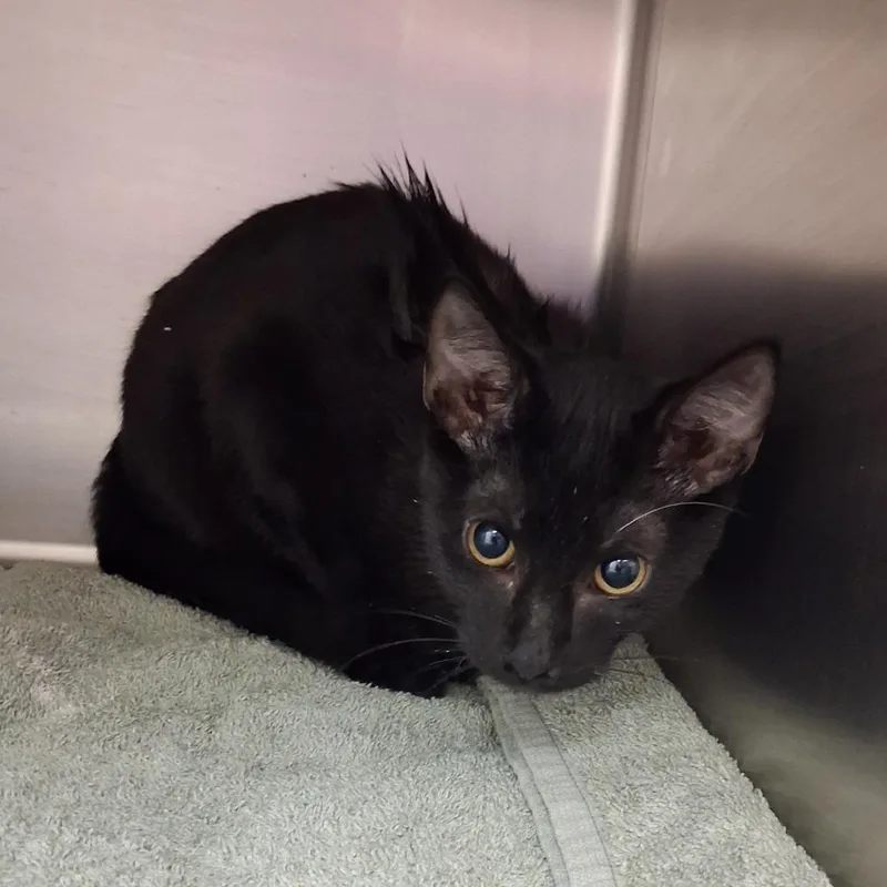 A baby medium-sized male Domestic Short Hair cat named Caesar for adoption in Auburn, AL