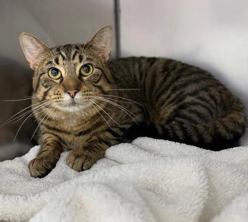 An adult large-sized male Black Domestic Short Hair cat named Biloxi for adoption in Mount Vernon, OH