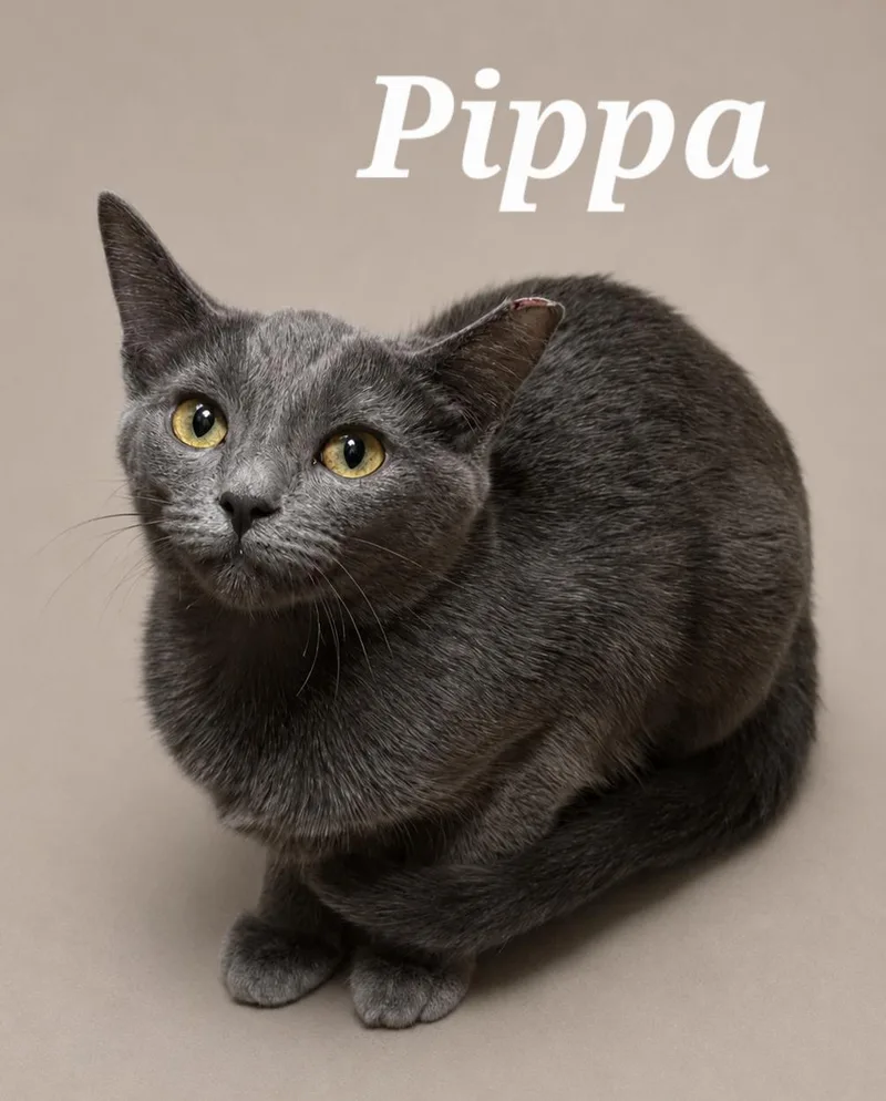 A baby small-sized female Gray / Blue / Silver Domestic Short Hair cat named Pippa for adoption in Monroeville, PA