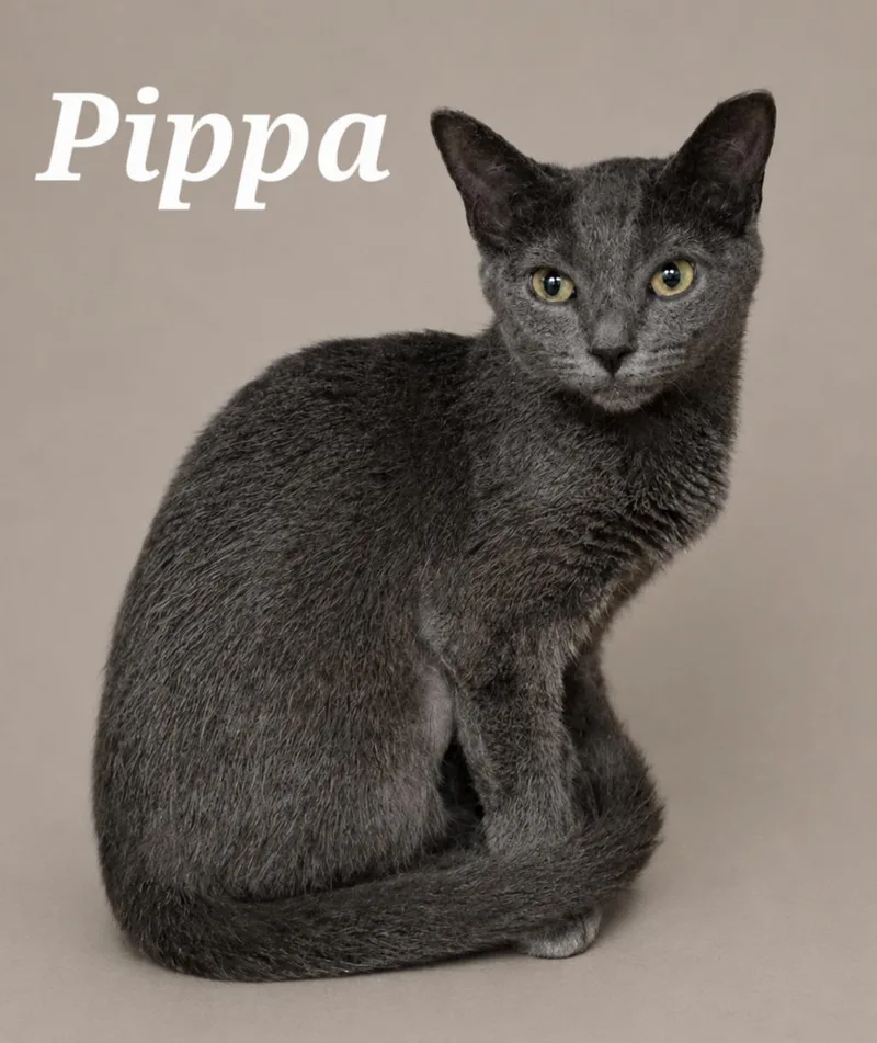Pippa thumbnail 2