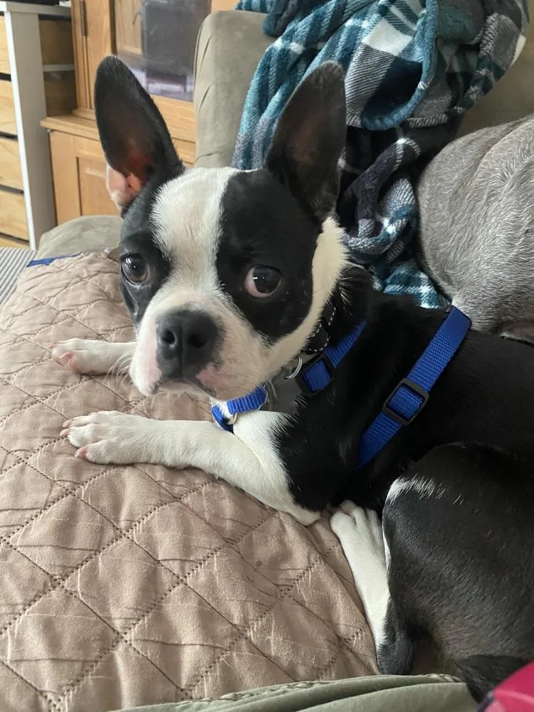 A baby small-sized female Tricolor (Brown, Black, & White) Boston Terrier dog named Abbie Brandon Stamping Ground for adoption in Maryville, TN