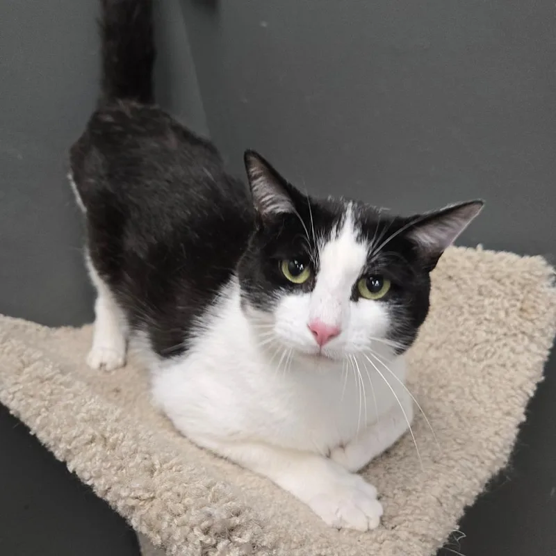 A young medium-sized male Black Domestic Short Hair cat named Sylvester for adoption in Hamburg, NY