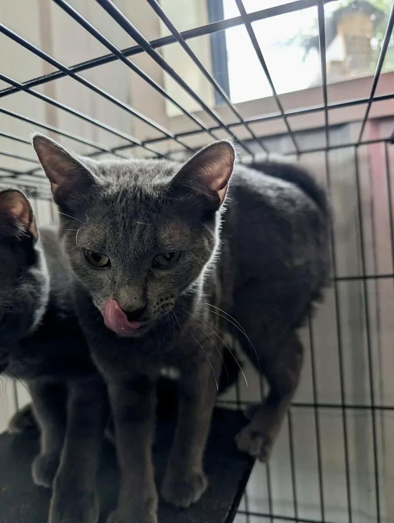A baby medium-sized female Gray / Blue / Silver Domestic Short Hair cat named Gaia for adoption in Detroit Lakes, MN