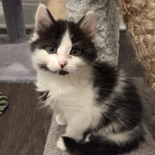 A baby small-sized female Domestic Short Hair cat named Capri for adoption in Knoxville, TN