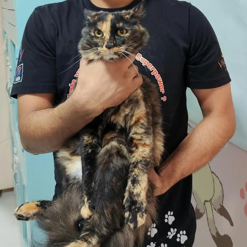 A baby medium-sized female White Domestic Short Hair cat named Coconut & Cherry for adoption in Waltham, MA