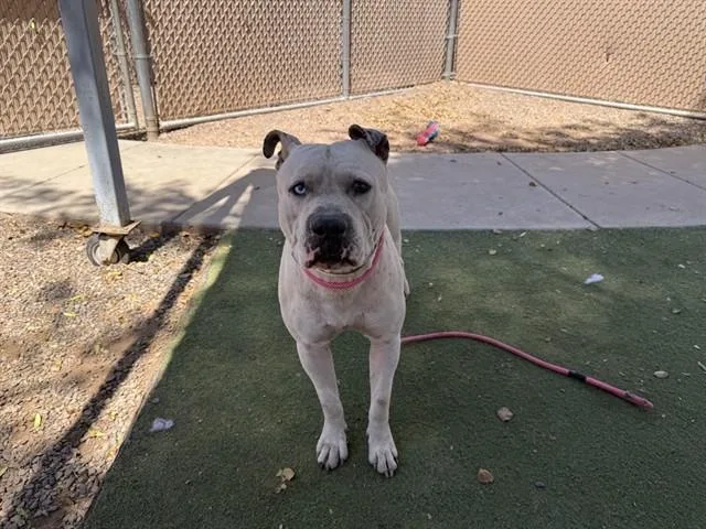 An adult large-sized male Pit Bull Terrier dog named Ferb for adoption in Phoenix, AZ