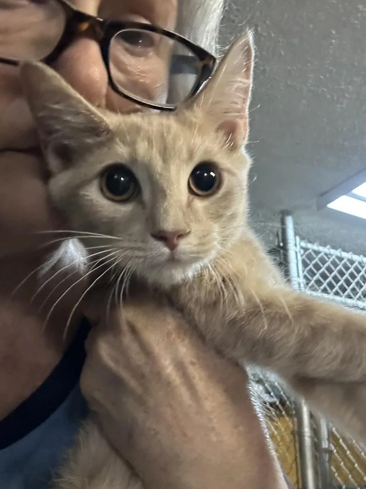 A baby small-sized male Domestic Short Hair cat named Enchilda for adoption in Ellijay, GA