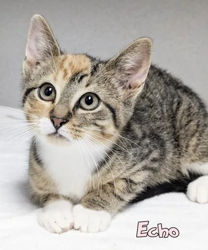 A baby small-sized female Domestic Short Hair cat named Echo for adoption in Mason, MI