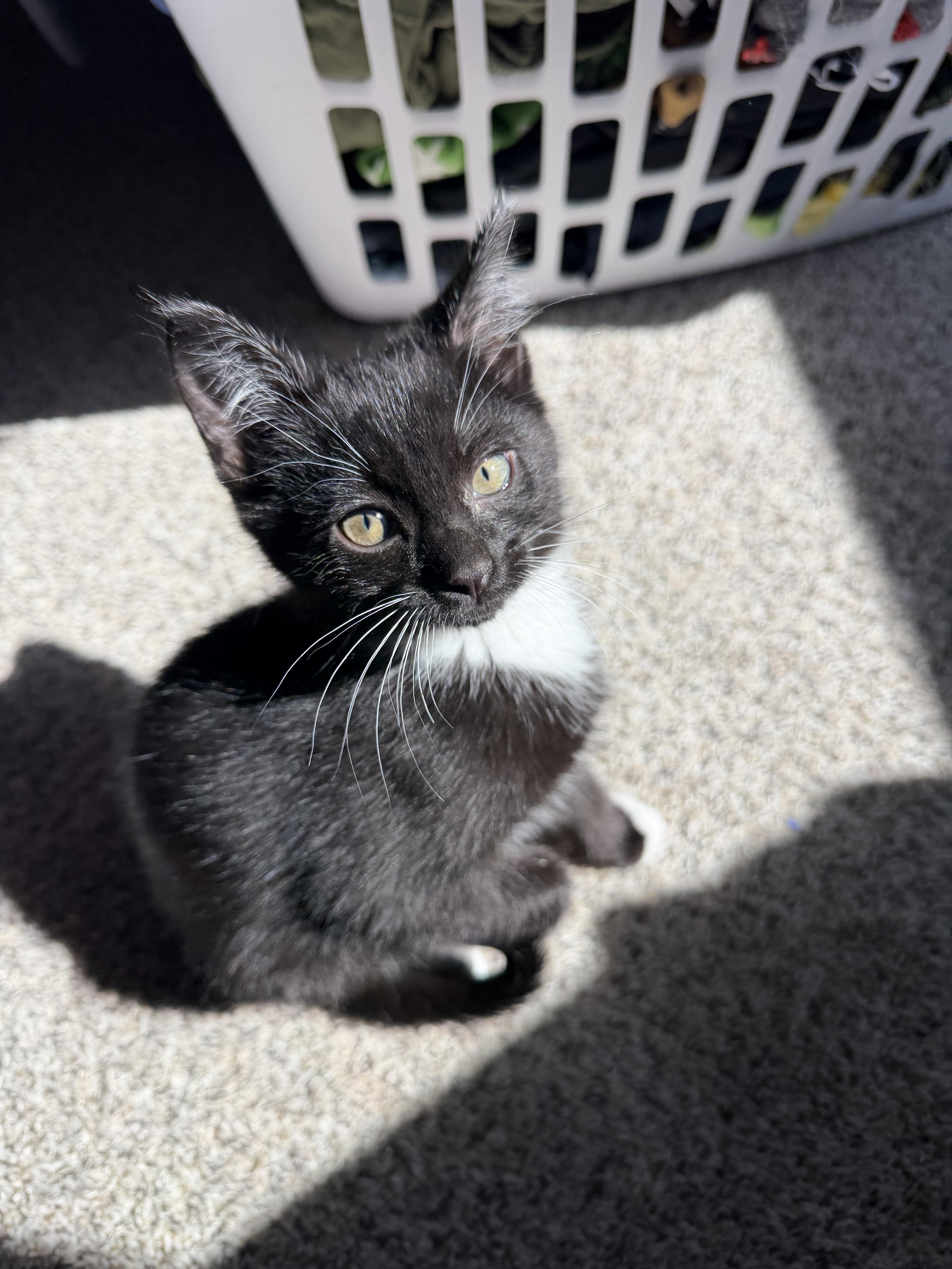 A baby small-sized male Domestic Short Hair cat named Sylvester ! for adoption in Rio Linda, CA