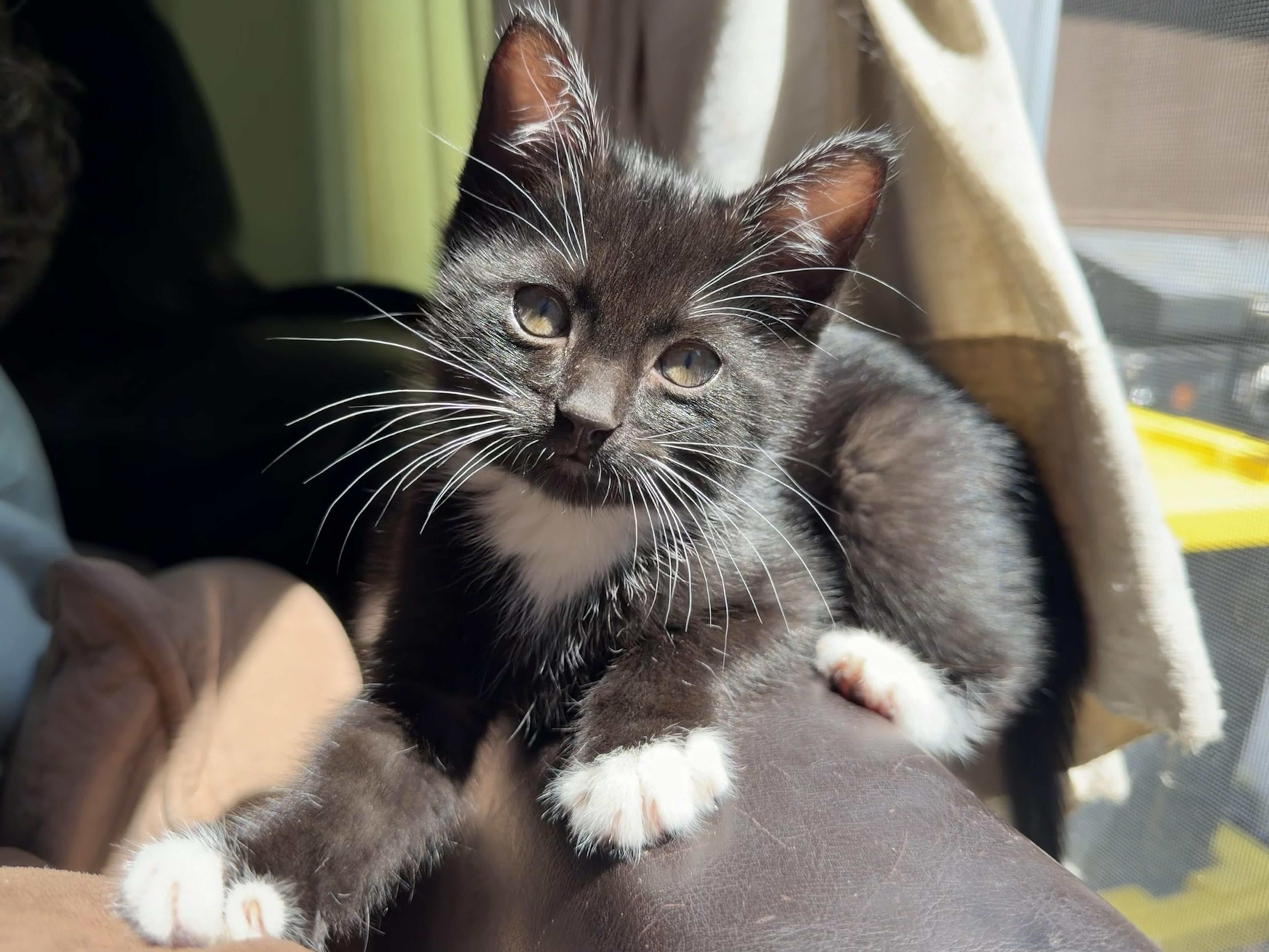 Sylvester ! thumbnail 2