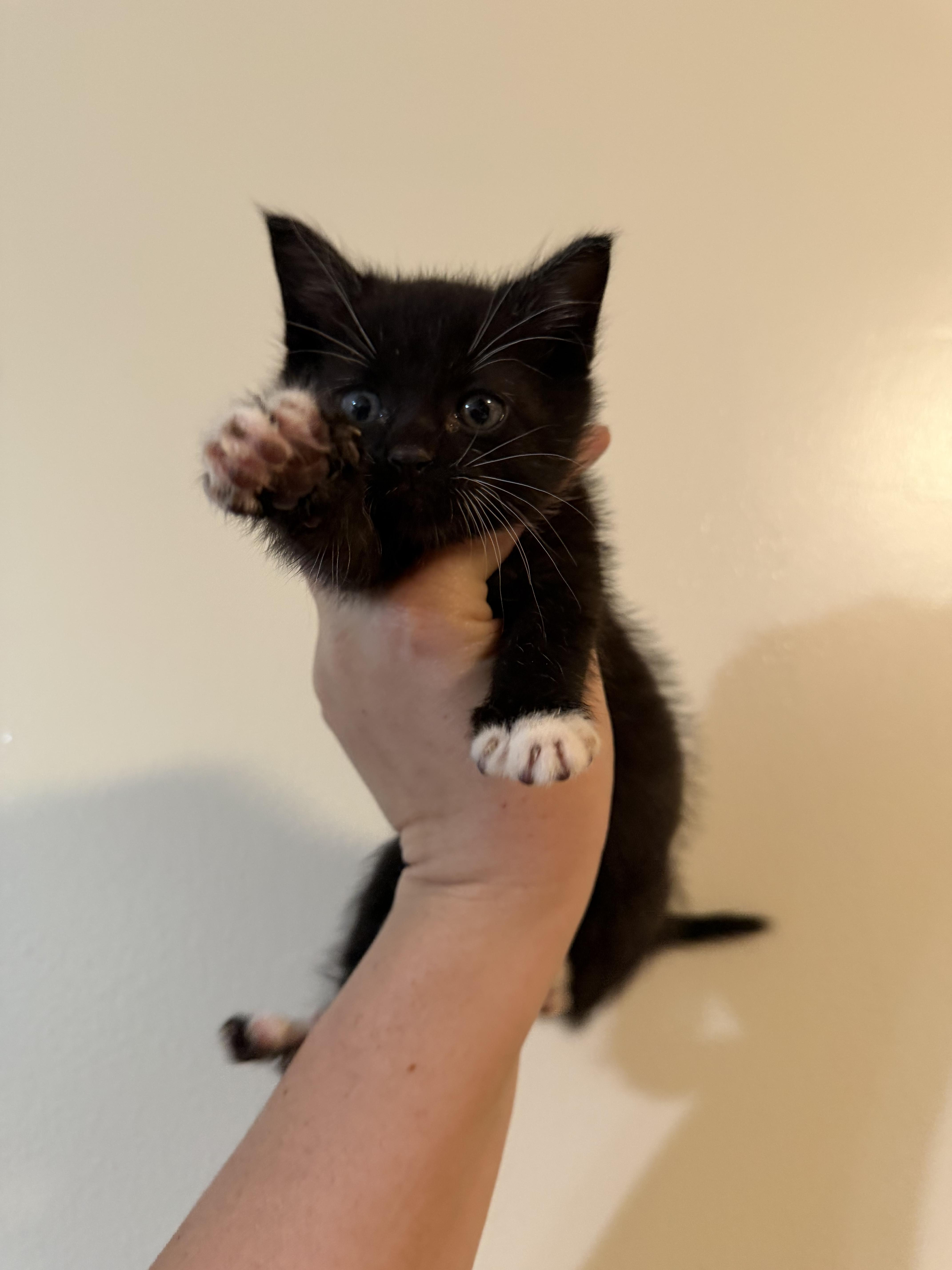 Sylvester ! thumbnail 3
