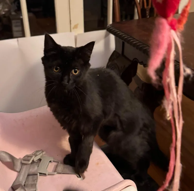 A baby medium-sized female Domestic Medium Hair cat named Ruby Black for adoption in Windsor, CT