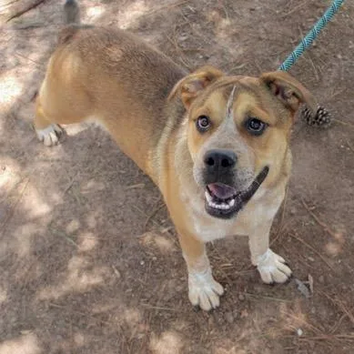 A young medium-sized male Brown / Chocolate English Bulldog dog named Buddy for adoption in Birmingham, AL