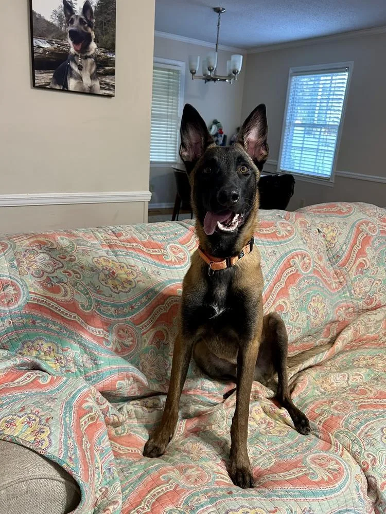 A baby medium-sized male Tricolor (Brown, Black, & White) Belgian Shepherd / Malinois dog named Voss Located in for adoption in Imlay City, MI