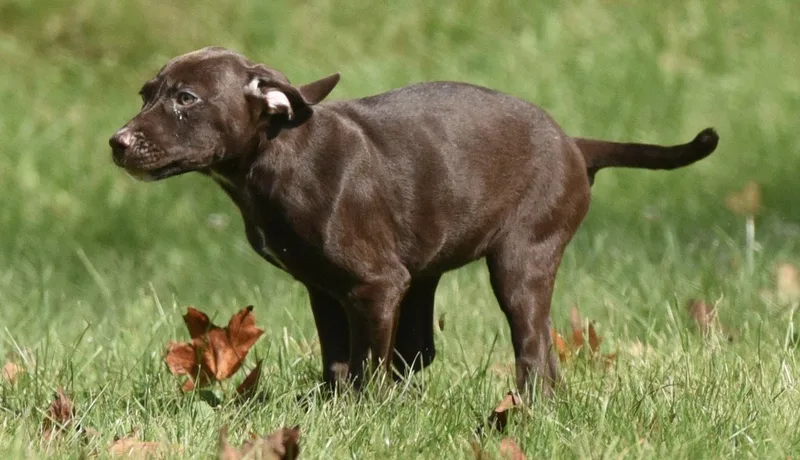 A baby medium-sized female Chocolate Labrador Retriever dog named Fossa for adoption in Mechanicsburg, PA