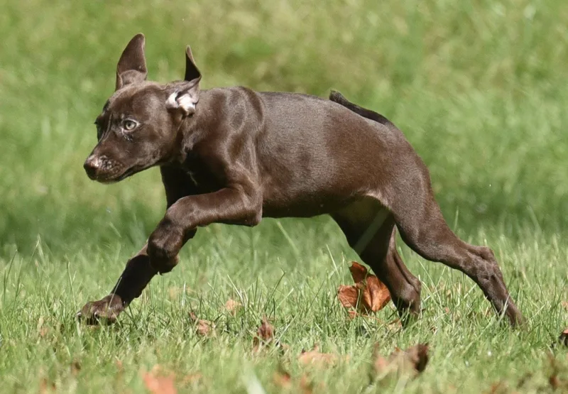 Fossa thumbnail 2