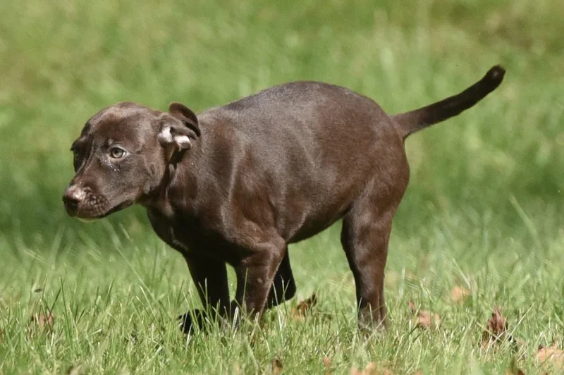 Fossa thumbnail 3