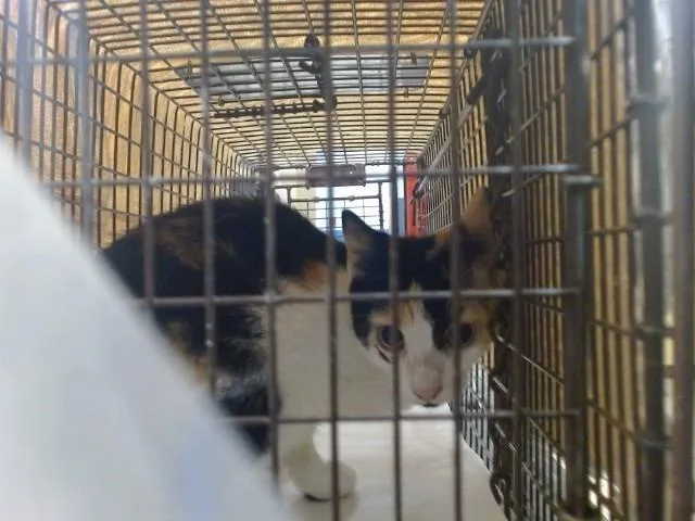 A young small-sized female Domestic Short Hair cat named Cali for adoption in Miami, FL