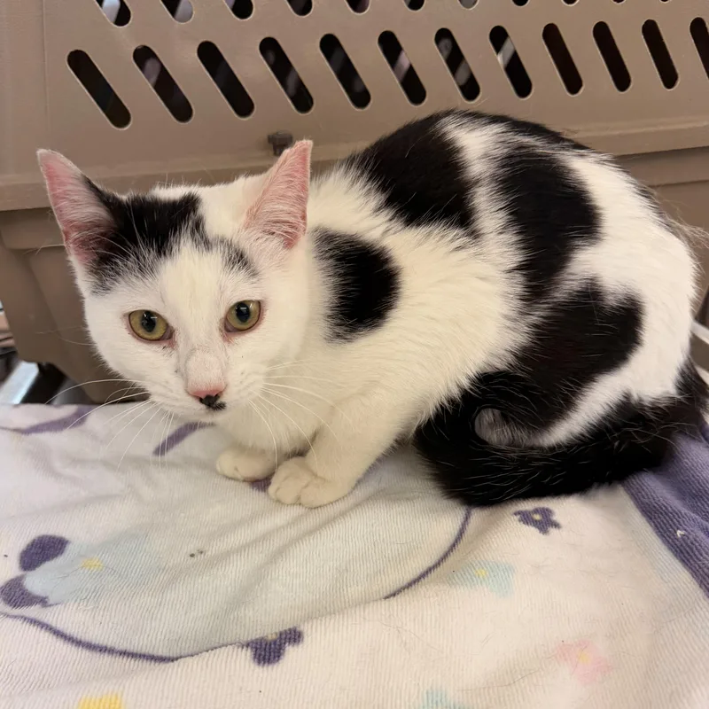 A baby medium-sized male Black & White / Tuxedo Domestic Short Hair cat named Vino for adoption in Scranton, PA