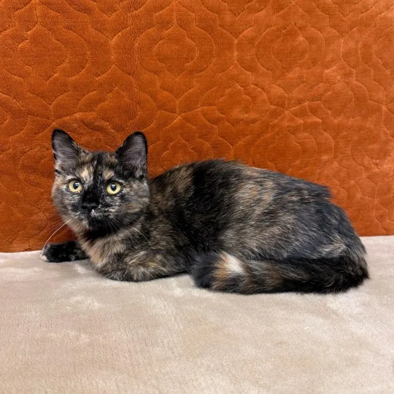 A baby small-sized female Torbie Domestic Short Hair cat named Evie for adoption in Benld, IL