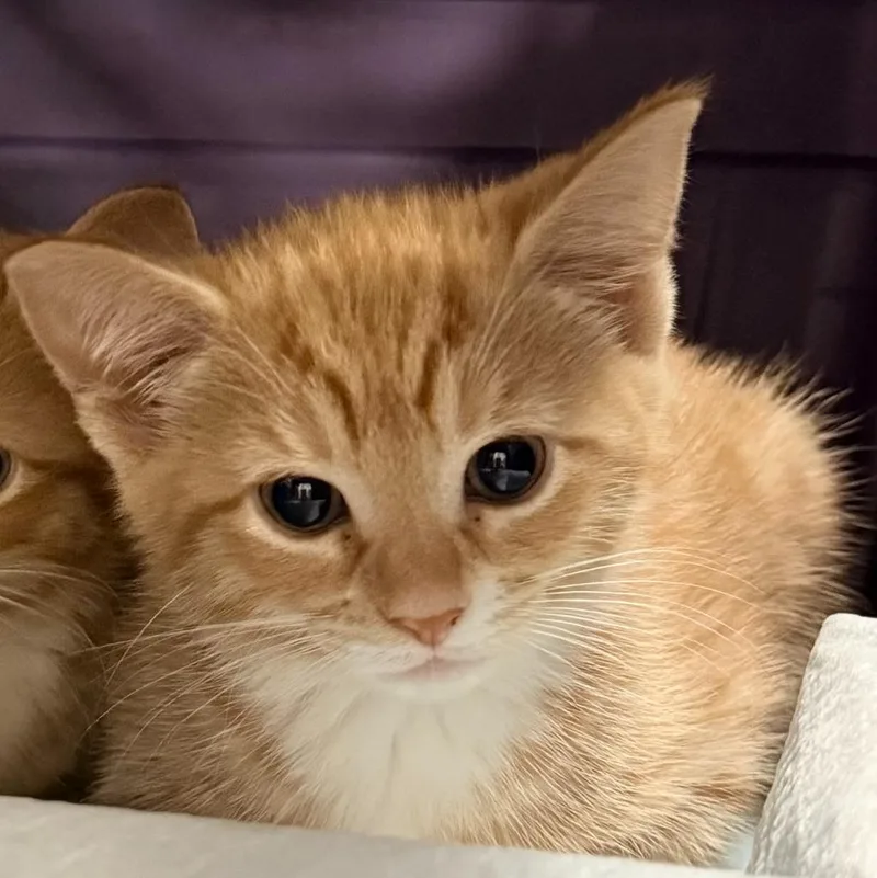 A baby small-sized female Domestic Short Hair cat named Spud for adoption in Ewing, NJ