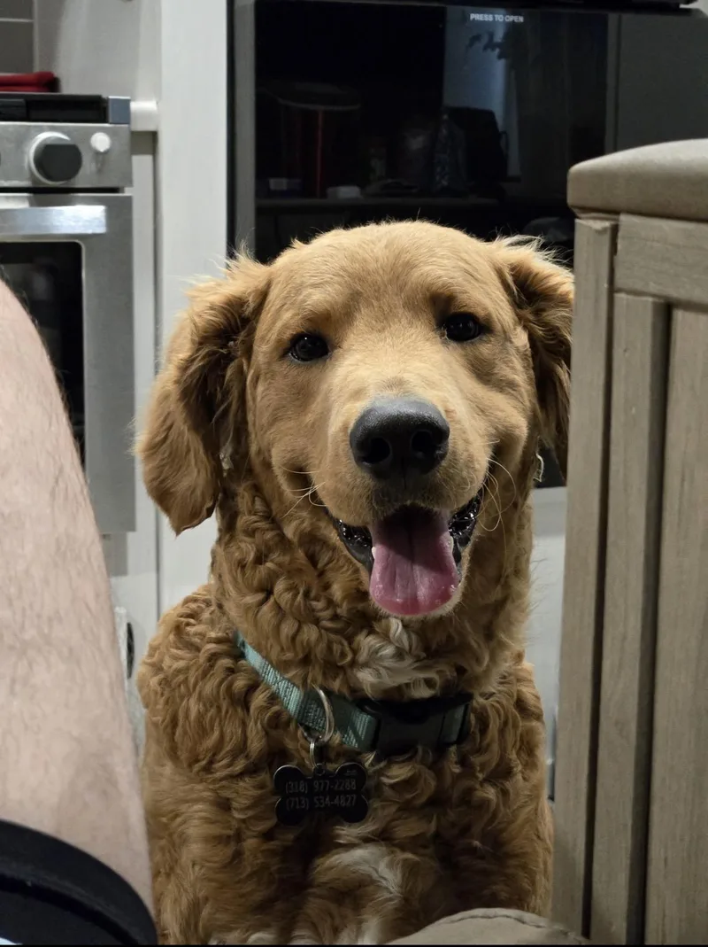 A young medium-sized male Goldendoodle dog named Rex for adoption in Spring, TX