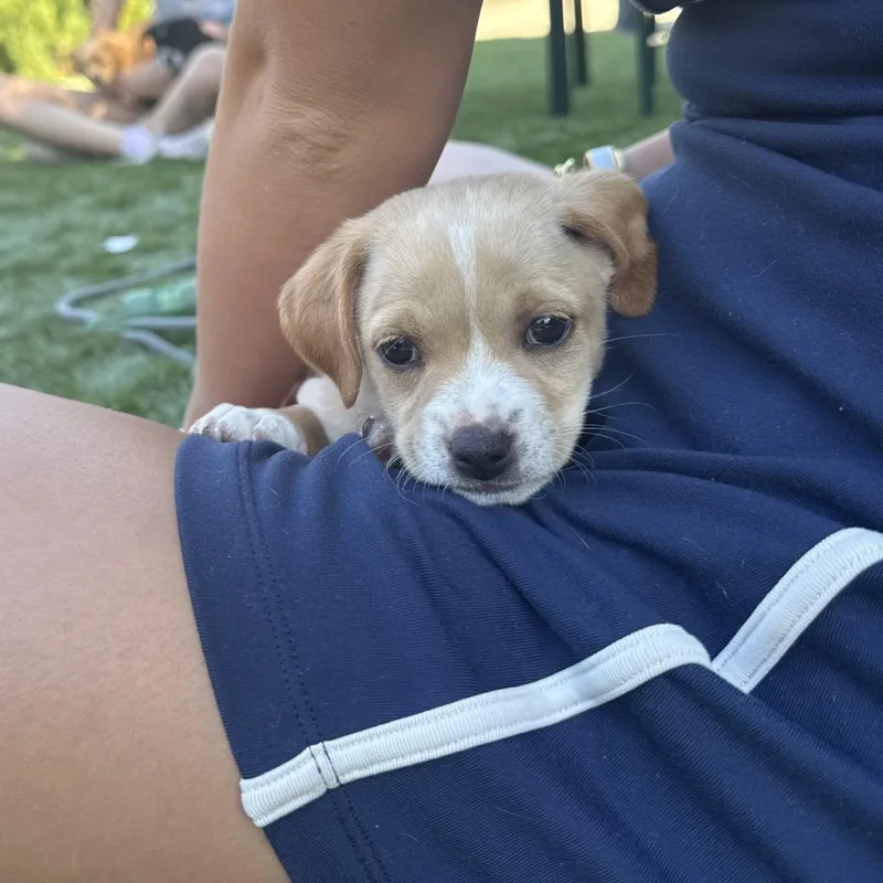 A baby medium-sized female Yellow / Tan / Blond / Fawn Labrador Retriever dog named Bunny for adoption in Point Richmond, CA