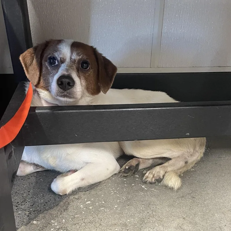 An adult small-sized male White / Cream Chihuahua dog named Poe for adoption in Tampa, FL