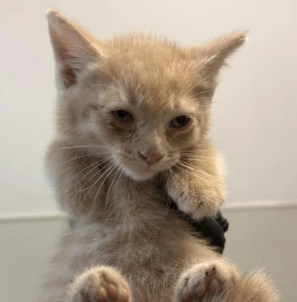 A baby small-sized male Domestic Short Hair cat named Nacho for adoption in Oceanside, CA