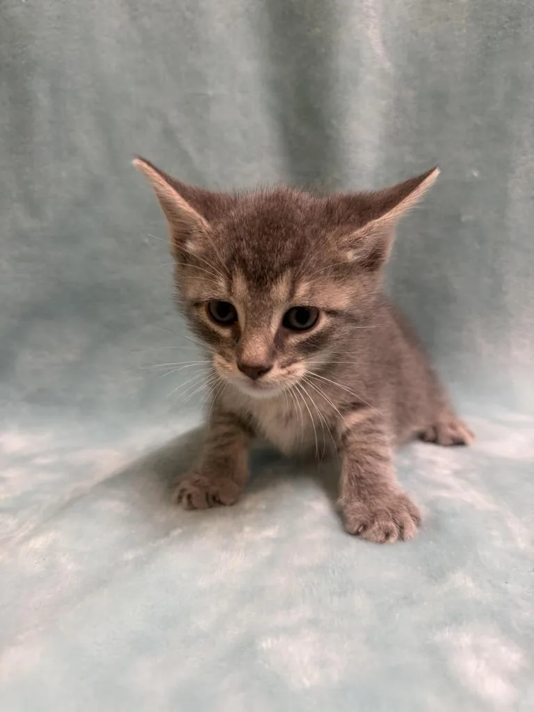A baby medium-sized male Domestic Short Hair cat named Tinky Winky for adoption in Florence, SC
