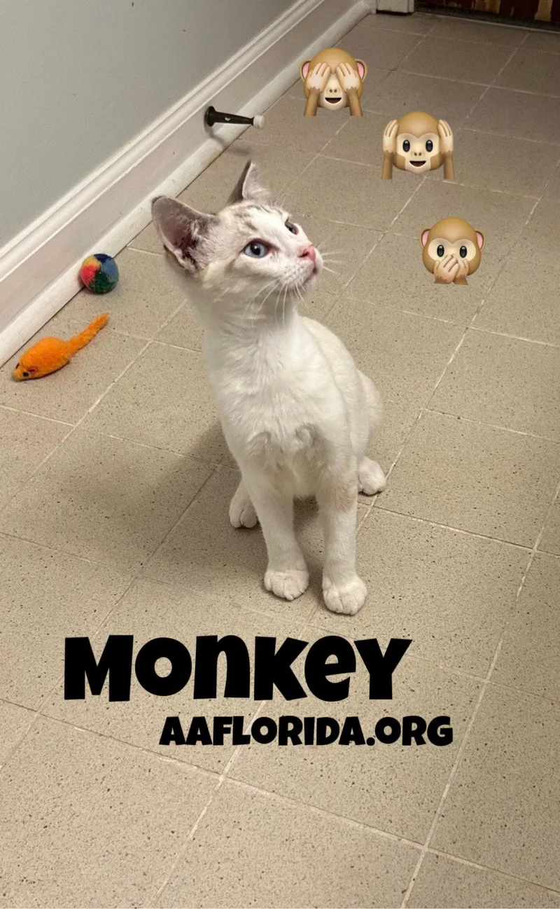 A young medium-sized male Buff / Tan / Fawn Siamese cat named Monkey for adoption in Pensacola, FL