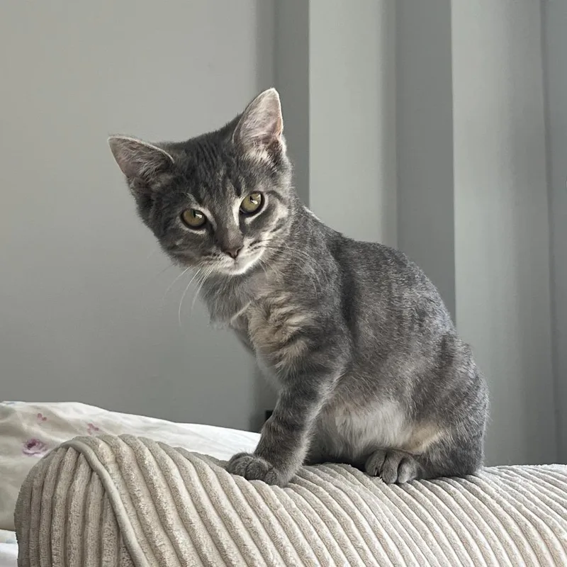A baby small-sized female Gray / Blue / Silver Domestic Short Hair cat named PuttPutt for adoption in Evanston, IL