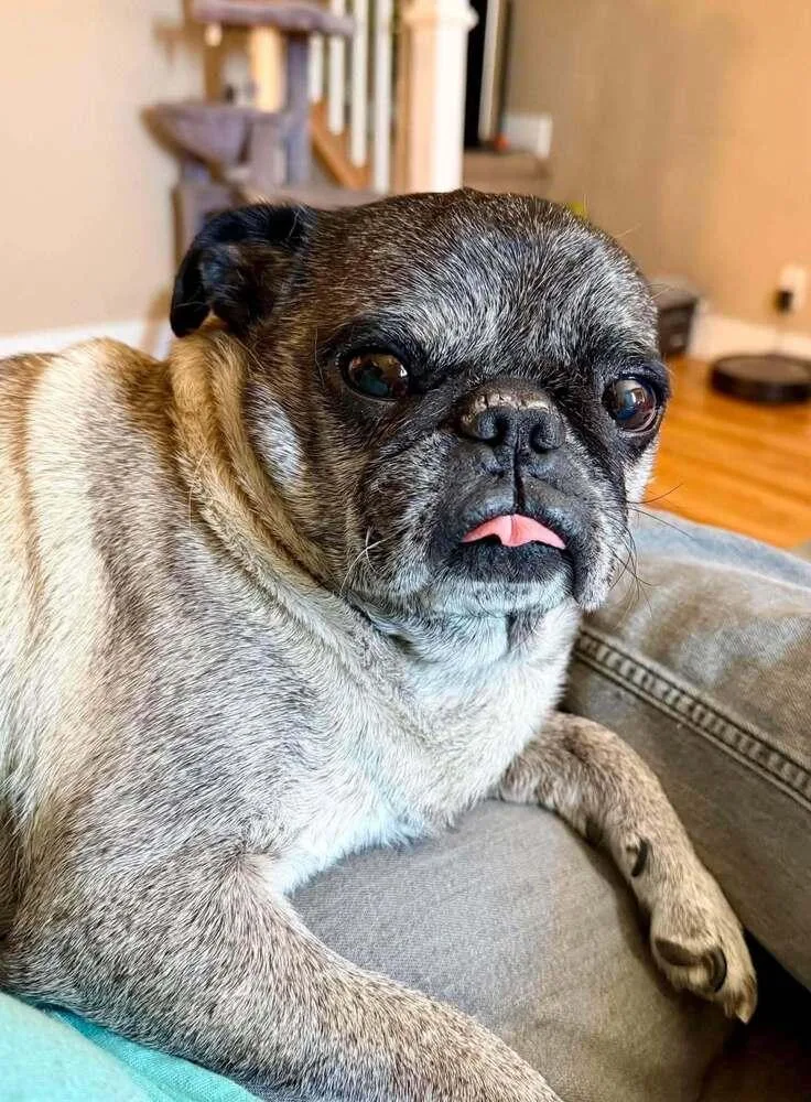 A senior medium-sized male Yellow / Tan / Blond / Fawn Pug dog named Otis for adoption in Eagle, ID