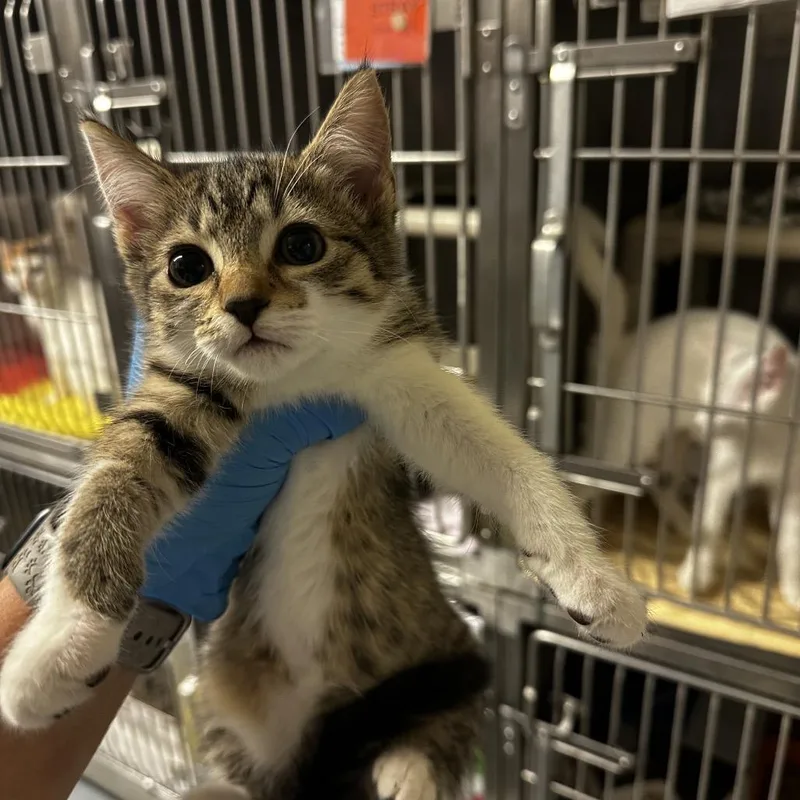 A baby small-sized female Brown / Chocolate Domestic Short Hair cat named Ricochet for adoption in Concord, NC