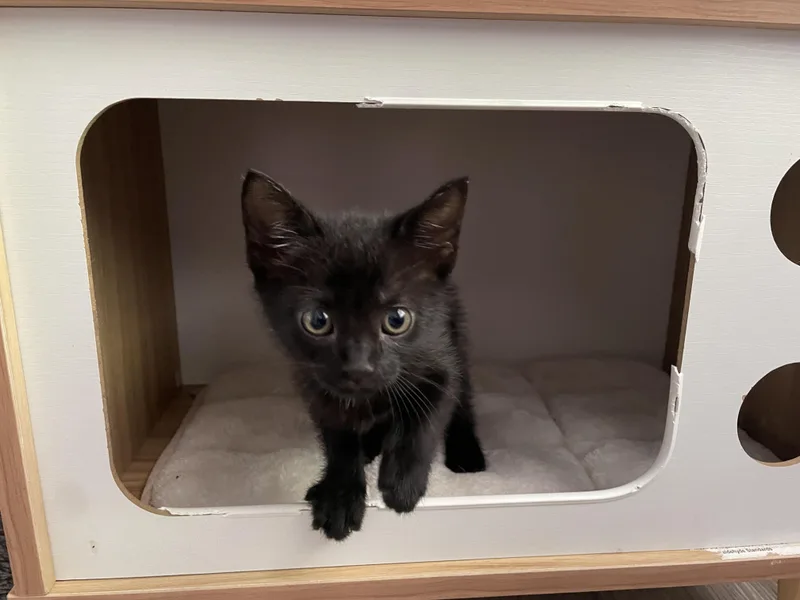A baby medium-sized female Black Domestic Short Hair cat named Onyx for adoption in Columbia, MD