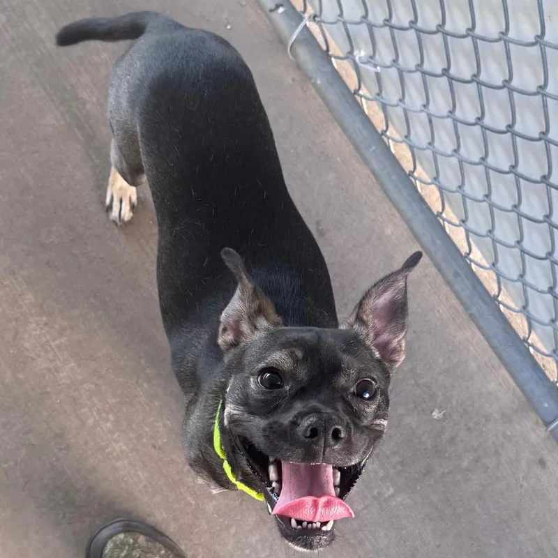 An adult medium-sized female Brown / Chocolate Terrier dog named Lucy for adoption in Brookfield, WI
