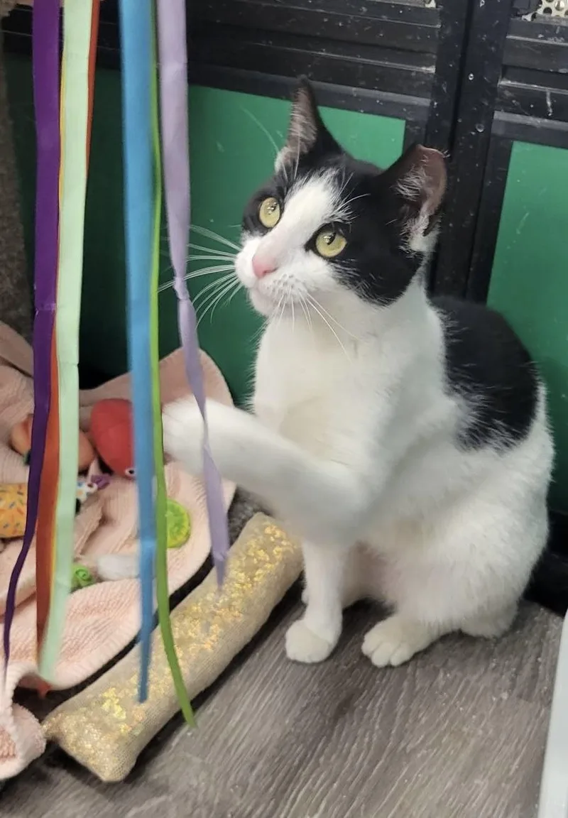 An adult medium-sized female Tuxedo cat named Minnie for adoption in Independence, OH