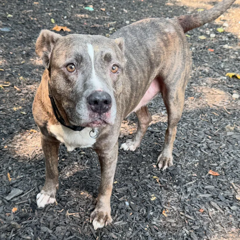 A senior medium-sized female American Staffordshire Terrier dog named Soda Pop for adoption in Detroit, MI