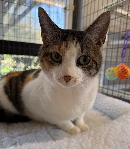 An adult small-sized female Domestic Short Hair cat named Willa James for adoption in Midland, VA