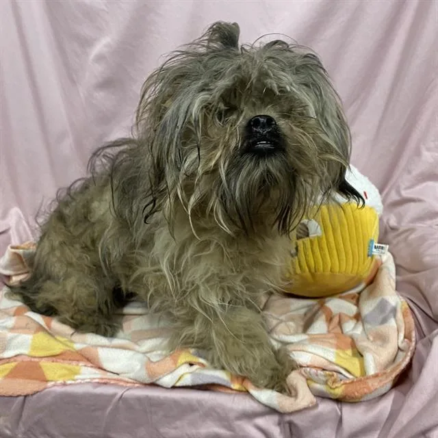 A young small-sized male Shih Tzu dog named Bodhi for adoption in Modesto, CA
