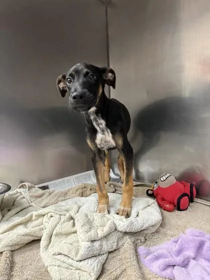 A young small-sized male German Shepherd Dog dog named Teddy for adoption in North Miami Beach, FL