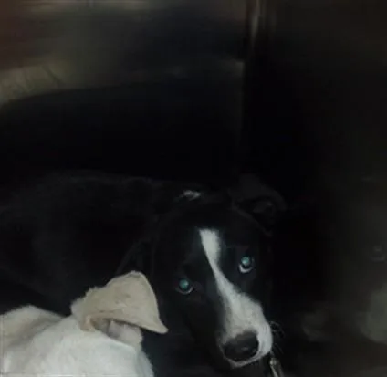 A baby medium-sized female Labrador Retriever dog named Ronald for adoption in Van Nuys, CA
