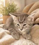A baby medium-sized male Tabby (Gray / Blue / Silver) Domestic Short Hair cat named Wyatt for adoption in Portsmouth, OH