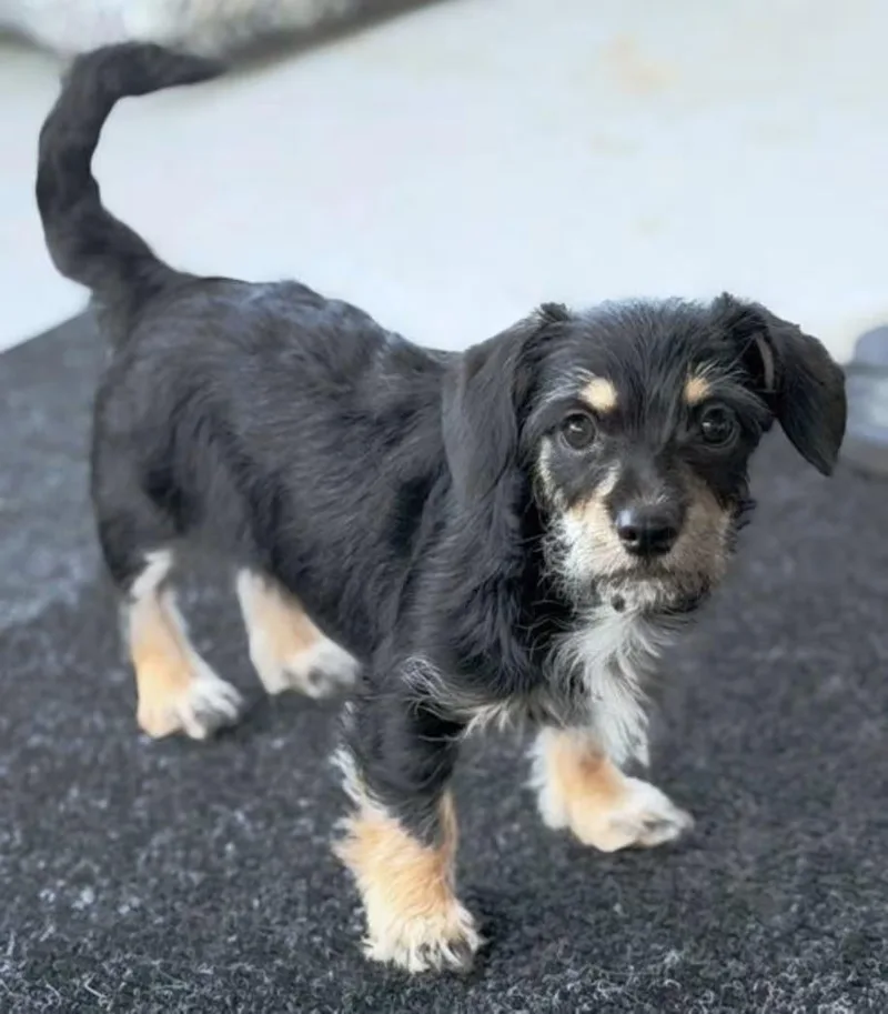 A baby small-sized female Wirehaired Dachshund dog named Zara for adoption in Norco, CA