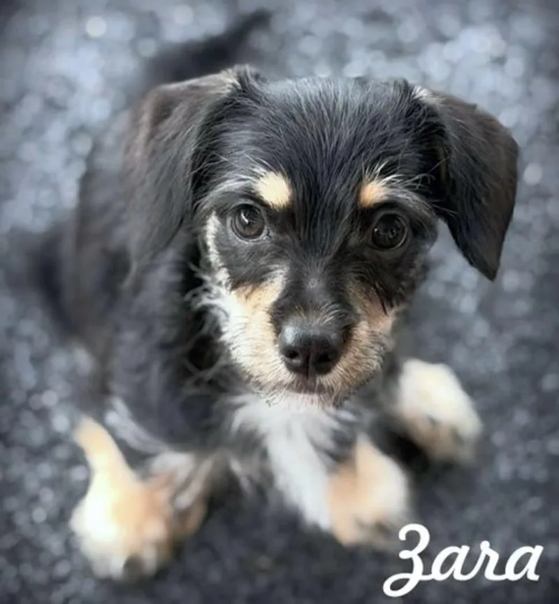 Zara thumbnail 4